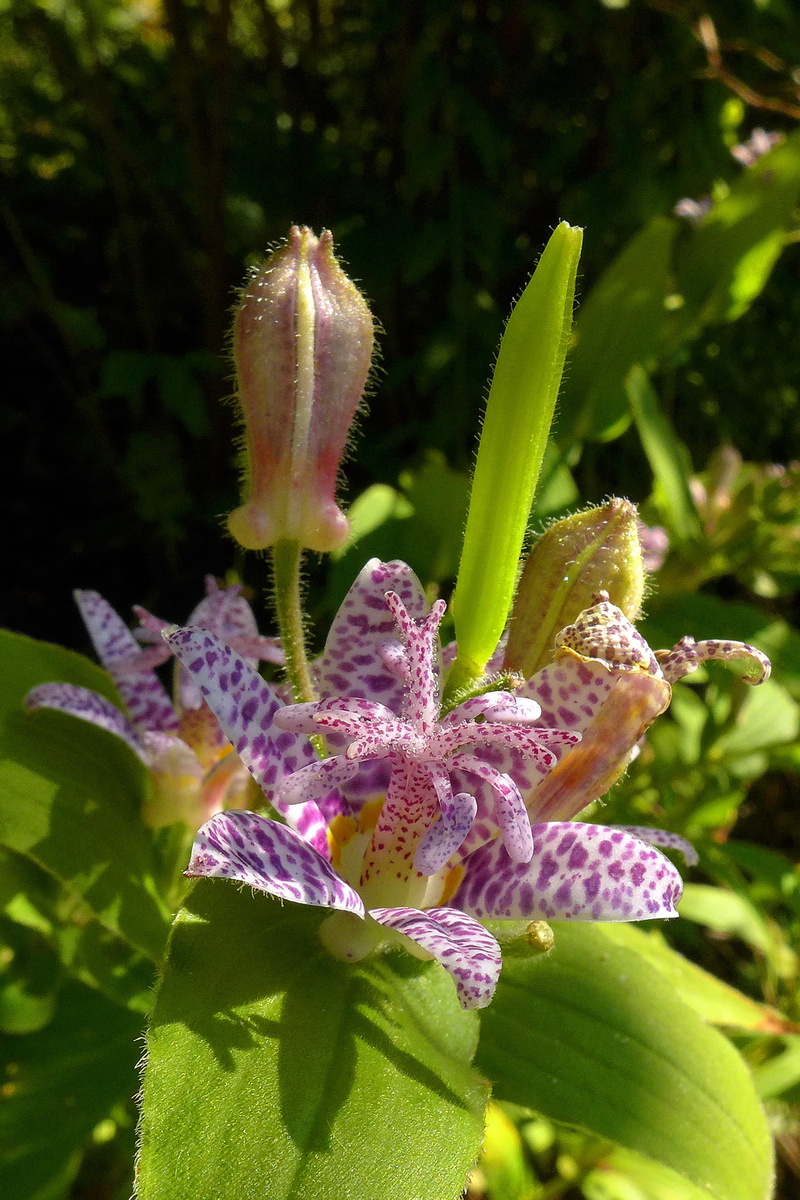 toad, inflorescence, pictures of flowers, flower head, toad lily plant, no people, close-up, flower images, fragility, come, petal, bloom, vulnerability
