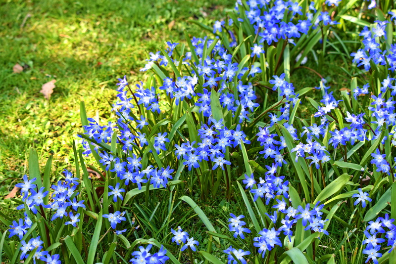 field, flower head, springtime, petaled, blue, beauty in nature, flowers, bloom, plant, chionodoxa, no people, petal, freshness, bulbous, spring flower