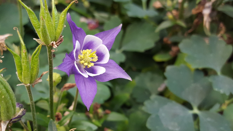 herbaceous, seed, leaf, freshness, drought tolerant plants, plant part, columbine plant, grannys bonnet, flower, pods, outdoors, flowers image, flowering perennials