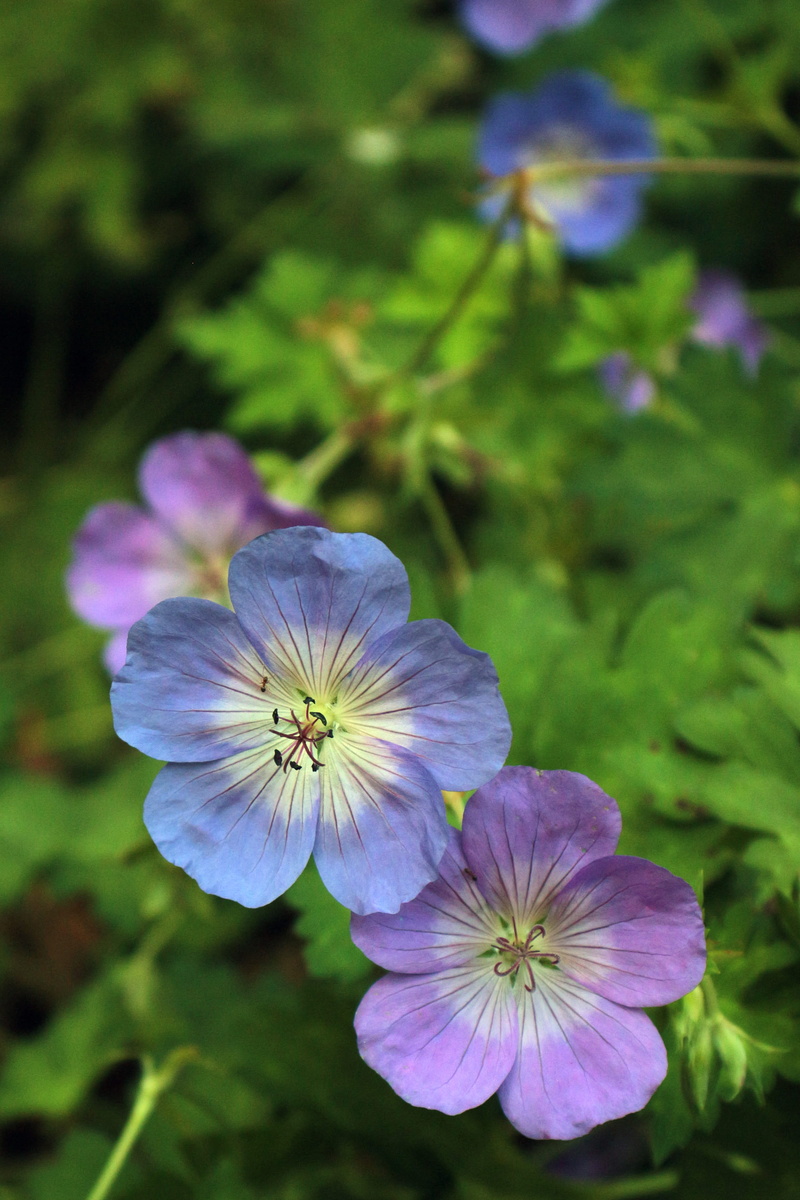 geranium, flowers, flower pics, close-up, beauty in nature, pictures of flowers, flowering plant, petal, perennial geranium, botany, inflorescence, flower images
