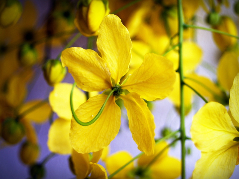 summer, gold, indian, flower head, cassis, selective focus, flora, color, blooming, falling, beauty in nature, shower, flowering plant, season, flower