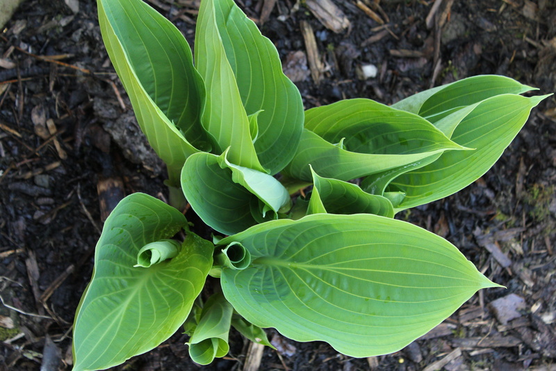 day, green, high angle view, woodland, beauty in nature, flora, plant part, growth, no people, flower, plant, flowering plant, plantain lily, 5K, fragility