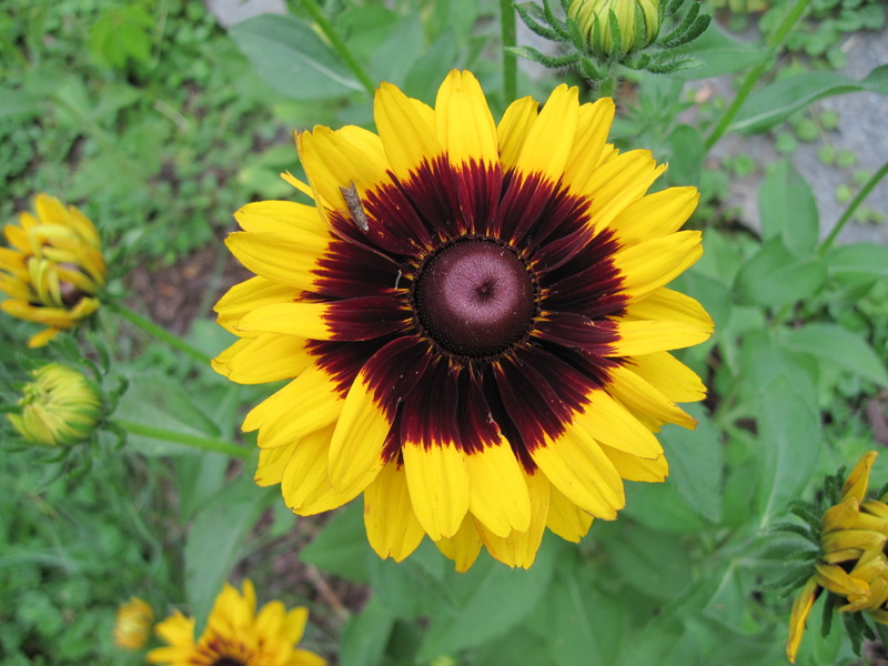 gazania, 4K, freshness, flowering plant, plant, inflorescence, growth, flower, blanketflower, pollen, sunflower, yellow, petal, perennial, outdoors, close-up
