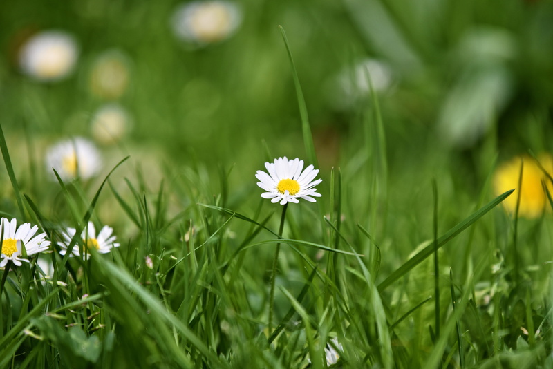 vulnerability, green color, beauty in nature, springtime, daisy, selective focus, blade of grass, 5K, flower head, fragility, spring, chamomile, land