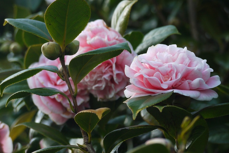 petals, outdoor, flowering plant, colorful, camellia, perennial, vulnerability, focus on foreground, hedge, bloom, floral, close-up, blossom, fragility