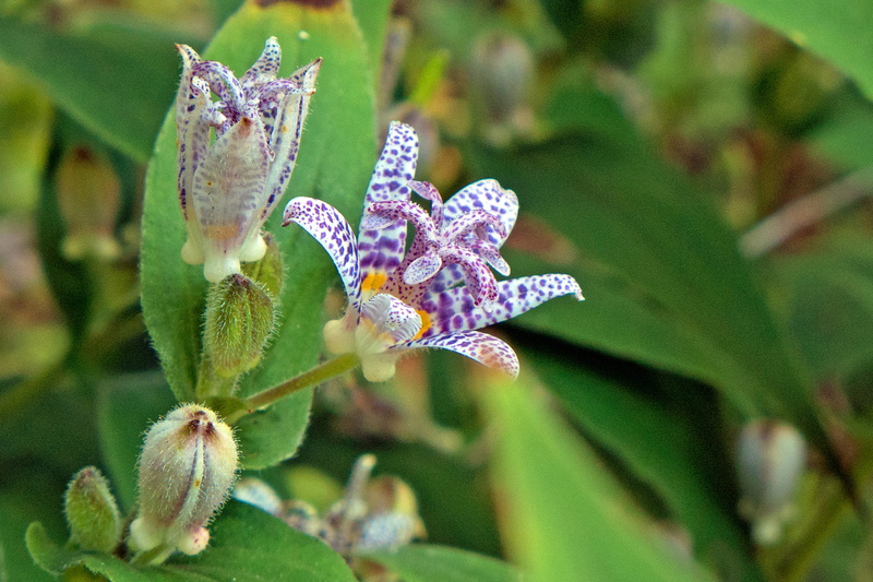 no people, come, plant part, tricyrtis, fall blooming, 1080P, early, fragility, growth, flower image, petal, shade perennial, beautiful flowers images