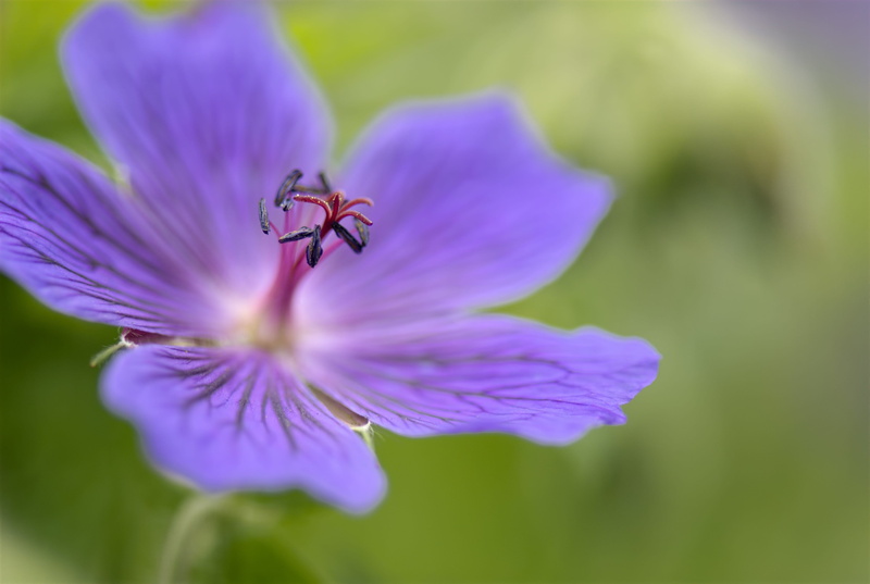 Geranium, plants, green, plant, animals in the wild, perennial, vulnerability, animal wildlife, no people, garden, invertebrate, color Image, close-up