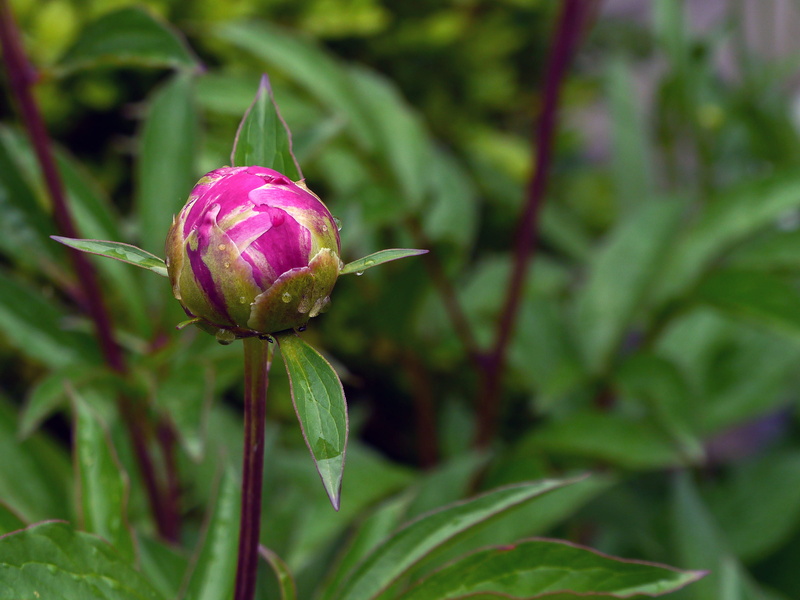 2K, peony flower, white peonies, fragility, pictures of red flowers, beginnings, red flowering plants, vulnerability, paeonia, flowers photos, images of flowers