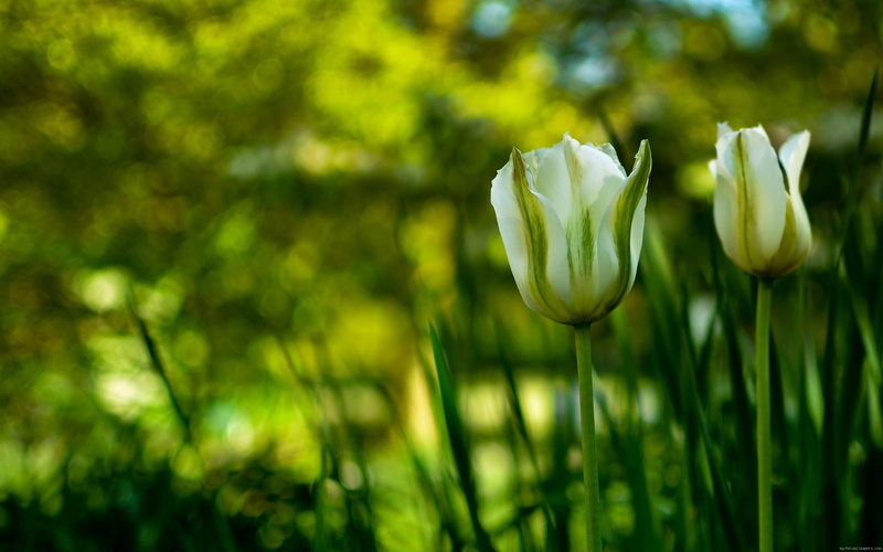 tulipas, plant, 2K, white, tulips, tulip, nature, flower