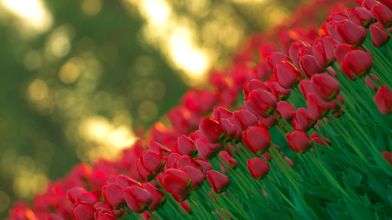 red, flower Head, botany, inflorescence, fragility, field, softness, formal Garden, growth, tulip, bright, focus on foreground, outdoors, pink Color, selective focus