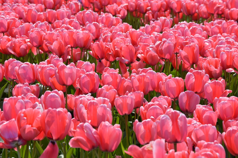 tulips, flora, washington, valley, bloom, gardening, backgrounds, petal, pacific, agriculture, field, 2K, red, purple, outdoors, close-up, nature, stem
