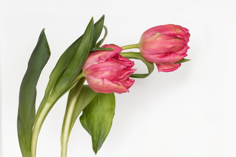 springtime, spring, flower head, spring flowers, tulips, leaf, flower, white background, plant, pink, plant part, cut out, vulnerability, fragility, bunch of flowers