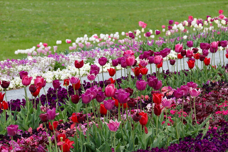 pink color, growth, day, vulnerability, land, flower head, meadow, tulpenzwiebel, gardening, flowering plant, beauty in nature, breeding tulip, white, tulipa