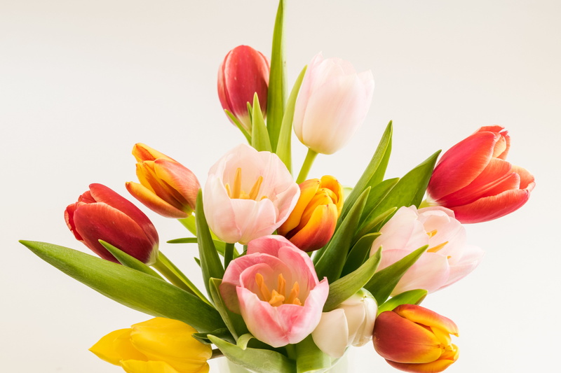leaf, plant part, flower head, flower arrangement, flower, plant, colorful, 5K, pink color, flora, multi colored, tulipa, tulips, fragility, beauty in nature