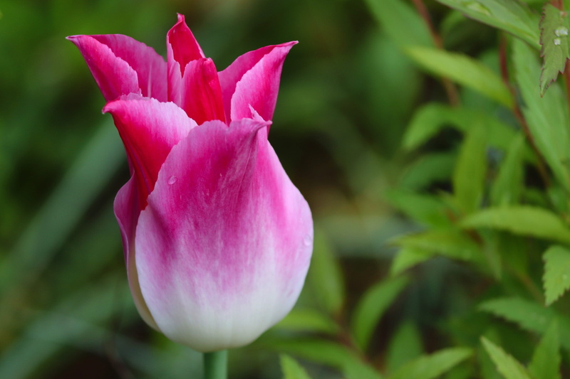 purple, tulipa, tulpenbluete, 5K, green color, no people, cup, petal, nature, mothers day, vulnerability, springtime, inflorescence, close-up, pink, pink color
