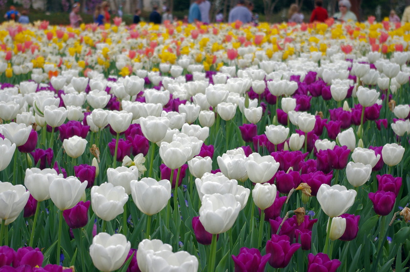 white color, beauty in nature, bloom, spring, bokeh, full frame, gardens, tulips galore, color, tulipa, texas, yellow, botanical, violet, bright, day, springtime
