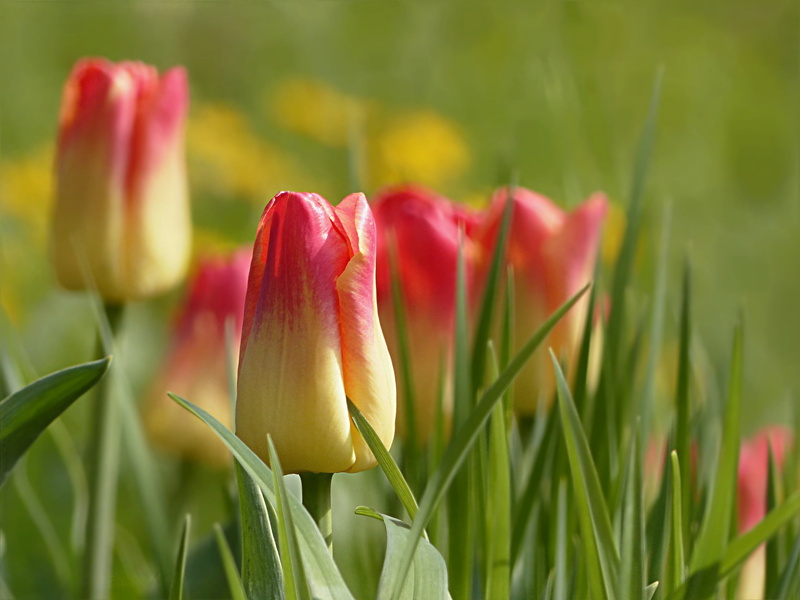 focus, close-up, plant, flowering plant, nature, yellow, freshness, petal, flower head, focus on foreground, vulnerability, tulipa, outdoors, springtime