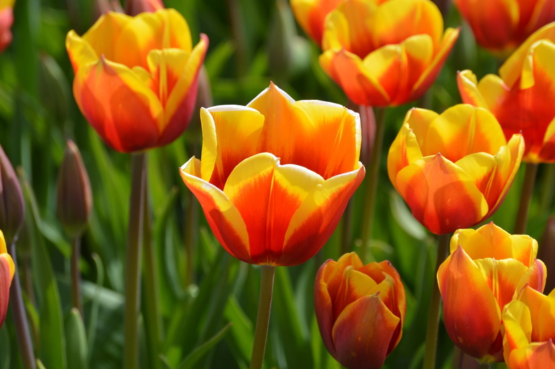 flowerbed, tulips, flower head, flower, field, landscape, freshness, colorful, farming, springtime, tulipa, yellow, bloom, scenic, petal, nature, 2K, northwest