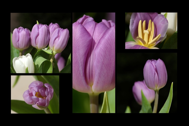 flower arrangement, crocus, freshness, growth, flowering plant, fragility, tulip, plant, flowers, flowers collage, beauty in nature, purple, vulnerability