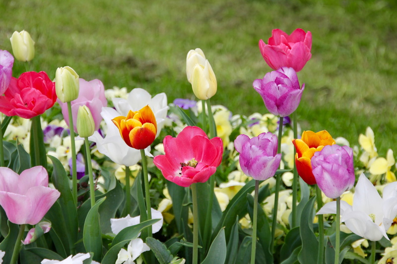 green color, ornamental garden, flowering plant, beauty in nature, springtime, purple, no people, breeding tulip, growth, petal, flower, outdoors, plant