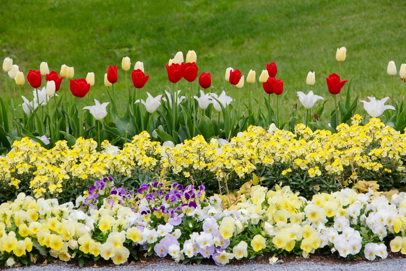 Tulips, white, pansy, land, beauty in nature, ornamental garden, multi colored, 5K, vulnerability, meadow, freshness, flower head, red, fragility, no people