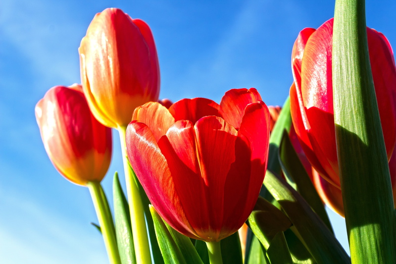 spring, flower, schnittblume, inflorescence, tulip, outdoors, nature, petal, close-up, day, flower head, plant, bloom, flora, springtime, sky, blue, green