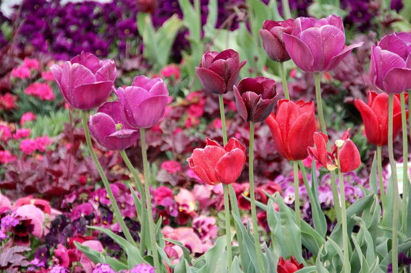 botany, outdoors, day, petal, Tulipa, no people, meadow, tulpenzwiebel, flowering plant, plant part, flowerbed, inflorescence, springtime, vulnerability