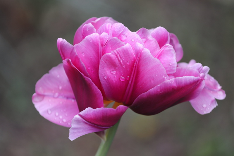 plant, drop of water, close-up, day, petal, flower head, greeting card, garden, no people, mothers day, raindrop, pink color, petals, pink, tulpenbluete