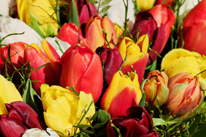 tulip, inflorescence, blossom, schnittblume, bloom, tulips, close, flower, beauty in nature, still life, choice, plant, close-up, multi colored, congratulate