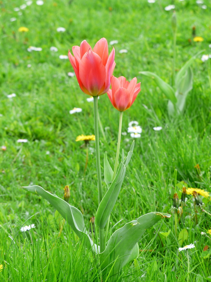 flora, no people, tulipa, spring, colorful, blossomed, blossom, colourful, floral, frisch, petal, fragility, garden, field, day, color, bloom, plant, flowering plant