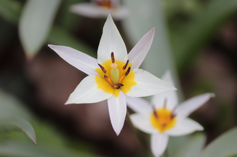 vulnerability, close-up, wild tulip, bloom, beauty in nature, pollen, botany, flower head, garden, flora, tulipa turkestanica, white, petals, growth, inflorescence