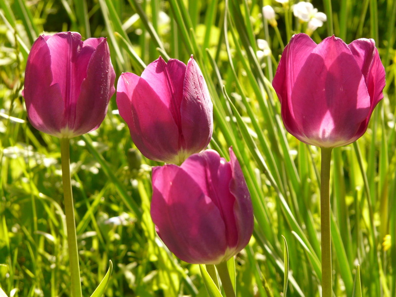 colourful, focus on foreground, tulipa, color, beauty in nature, park, day, floristry, petal, close-up, Back Light, no people, nature, blossomed, flower