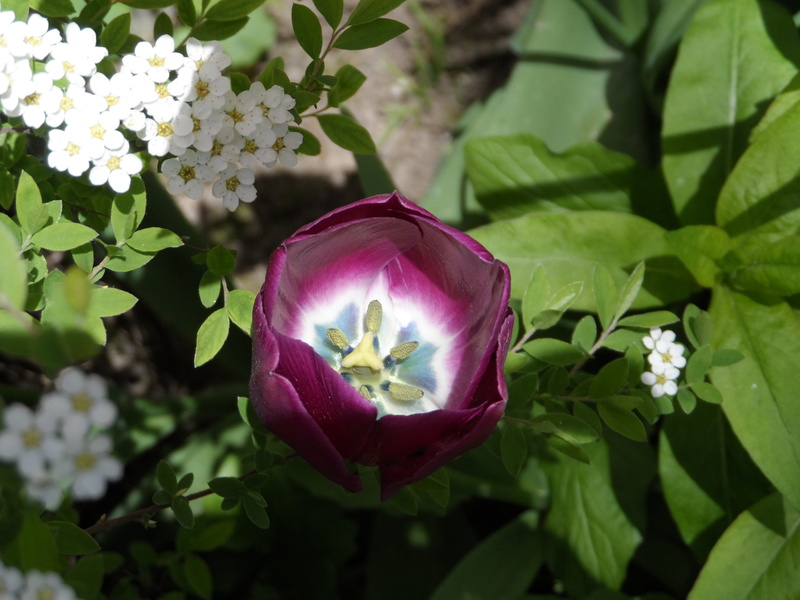 leaf, blossom, close-up, inflorescence, plant, nature, bloom, pistil, schnittblume, lush, spring awakening, Purple, lily-like, stamp, green stuff, sprout