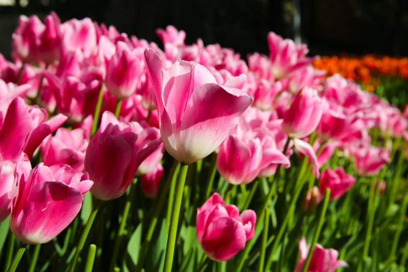 springtime, agriculture, standing, istanbul, growing, spring, ornamental garden, colorful, color, close-up, attention, gardening, pink color, industry