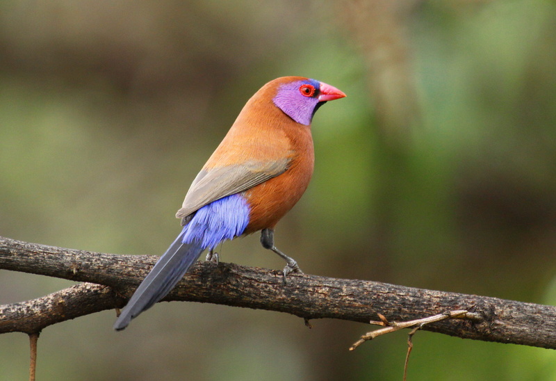 national, south, perching, purple, province, waxbill, Uraeginthus, violet, Northwest Province, Pilanesberg National Park, orange, africa, northwest, pilanesberg