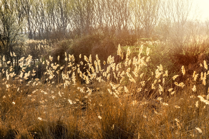 land, grass, bog, non-urban scene, swamp, tranquil scene, 5K, day, plant, tranquility, orange, lawn, beauty in nature, sunrise, sunshine, outdoors, environment