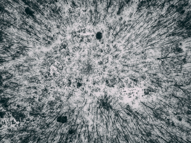 directly above, pattern, land, winter, plant, snow, backgrounds, frozen, tranquility, day, trees, growth, nature, beauty in nature, no people, outdoors