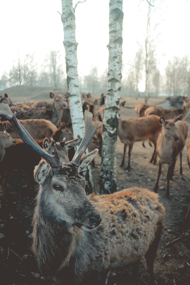 antlers, outdoors, animal head, day, group of animals, meadow, focus on foreground, herd, mammal, animal themes, domestic animals, animal wildlife, wild