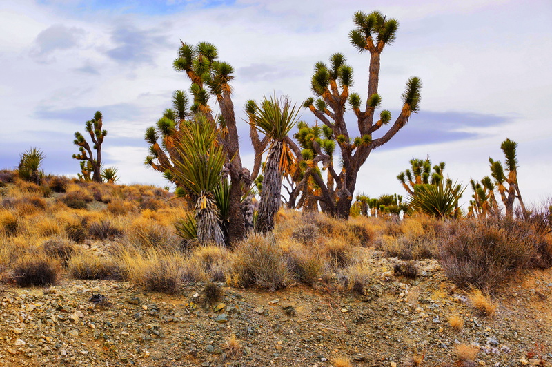 usa, beauty in nature, road trip, desert, cactus, earth, hot, land, outdoors, nature, climate, arid climate, dry, nevada, landscape, scenics - nature, park