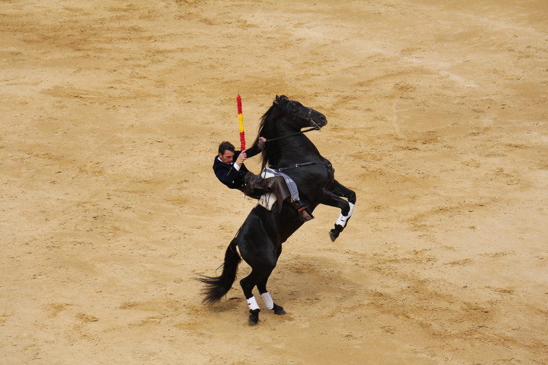 all square, day, rejoneador, land, nature, men, performance, 5K, vertebrate, plaza de toros de valencia, one animal, domestic, bullfight, one person, skill