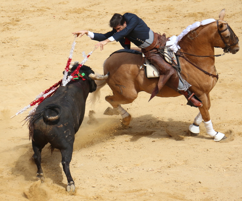 torero, riding, day, bullring, one person, one animal, herbivorous, livestock, 4K, cattle, domestic, full length, lifestyles, vertebrate, horse, sand