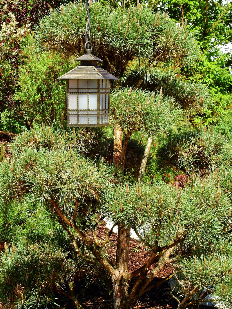 land, stone garden, built structure, no people, field, tranquility, green color, bonsai, grass, garden japanese garden, overgrown, lamp, stone, growth
