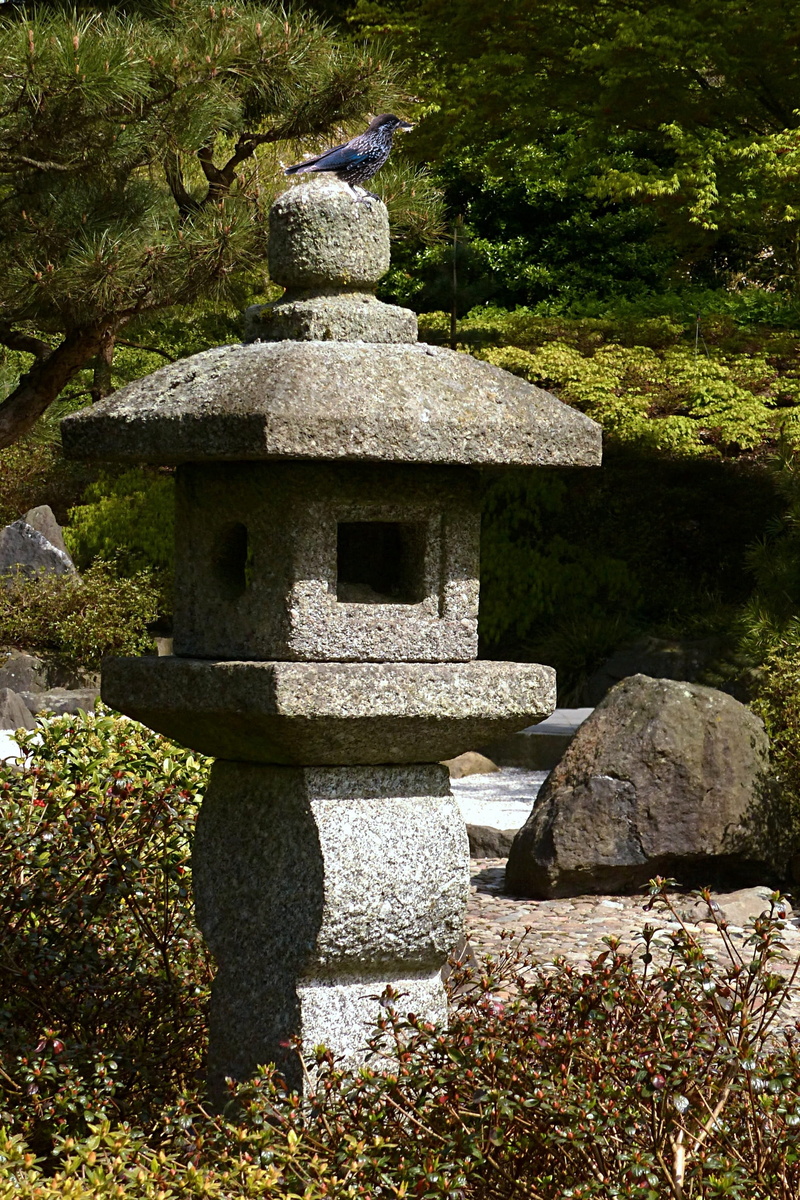 rock - object, stone Material, solid, asian culture, japanese Garden, no people, stone - Object, grass, built structure, day, rock, tree, foundation, japanese lantern from stone