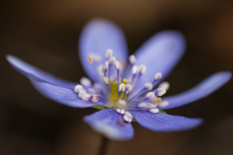 plant, ƒ / 3, Botaniska trädgården, close-up, macro, nature, summer, mm, model, aperture, lens, canon eos, f/2, country, Botanic garden, canon, photography