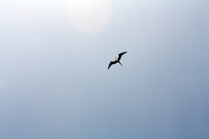 animal, sky, animal themes, animal wildlife, clear sky, day, nature, spread wings, 4K, extended wings, animals in the wild, flying, vertebrate, bird, low angle view