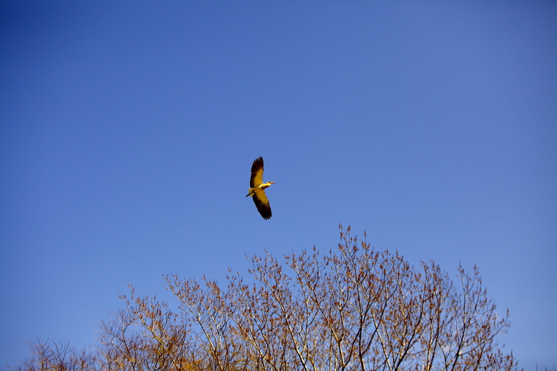 mid-air, animals, copy space, animal, open wings, i bird flying, Flying, plant, Sky, animals in the wild, animal world, clear sky, low angle view, 5K
