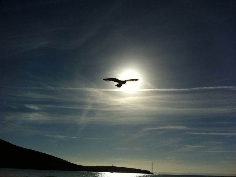 sunlight, flying, transportation, beauty in nature, los cabos, cloud - sky, seagull, beach oseano, daytime, no people, animal themes, i, sun, pacific, sloop