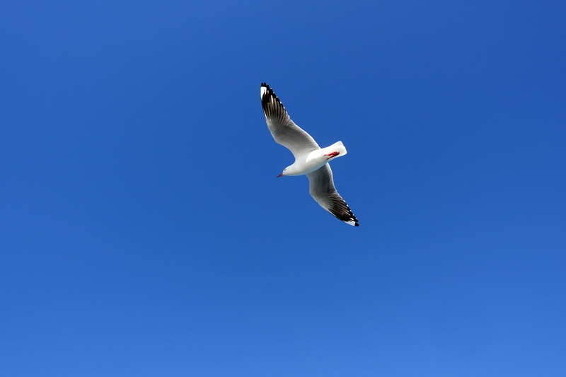 day, blue sky, outdoors, fly, animal wildlife, wildlife, blue, clear sky, seagulls flying, sea Bird, spread wings, one animal, flight, nature, sea birds