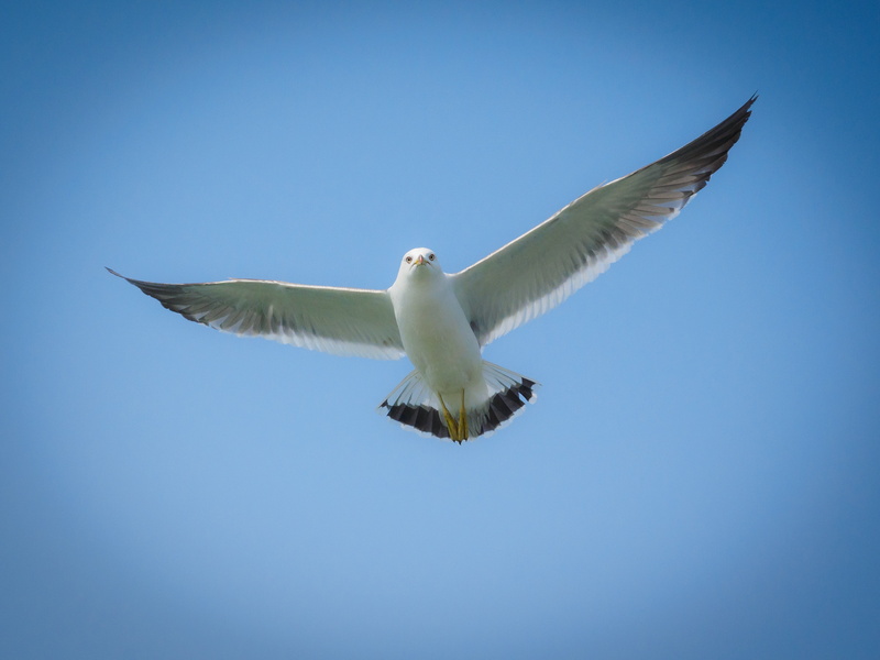 4K, one animal, motion, no people, animal Wing, mid-air, low angle view, air, animal body part, blue, freedom, clear sky, vertebrate, bird, day, sky, seagull