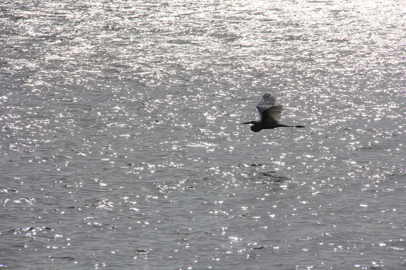day, no people, animal, animals, rippled, animals in the wild, i bird flying, waterfront, beauty in nature, one animal, seagull, animal wildlife, animal themes